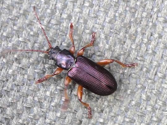 Plateumaris sp.