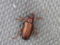 Plateumaris sp.