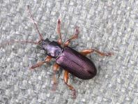 Plateumaris sp.
