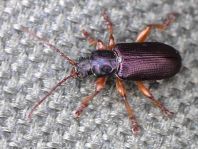 Plateumaris sp.