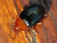Podagrica fuscicornis