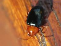 Podagrica fuscicornis