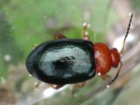 Podagrica fuscicornis