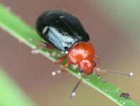 Podagrica fuscicornis
