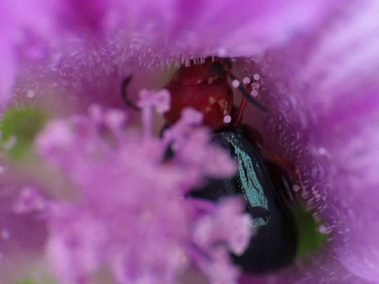 Podagrica fuscicornis