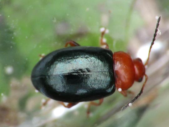 Podagrica fuscicornis