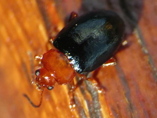 Podagrica fuscicornis