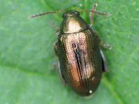 Psylliodes