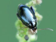 Psylliodes chrysocephalus