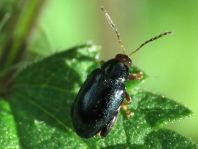 Psylliodes chrysocephalus