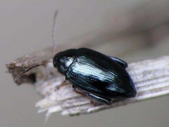 Psylliodes