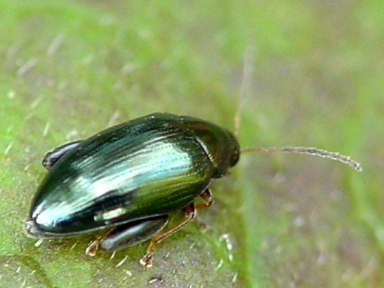Psylliodes
