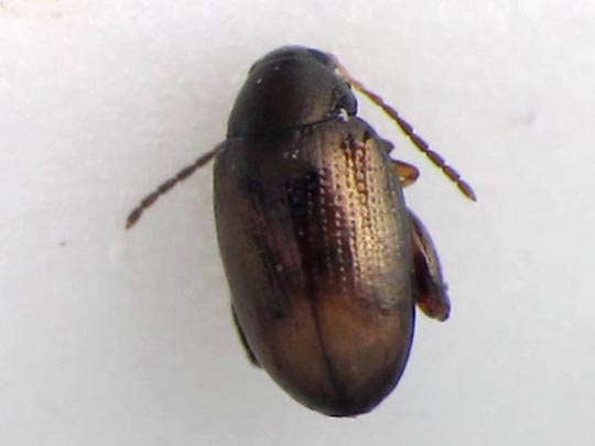 Psylliodes