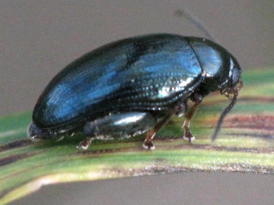 Psylliodes