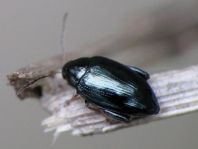 Psylliodes