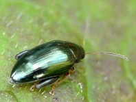 Psylliodes