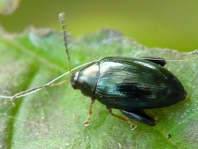 Psylliodes