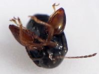 Psylliodes