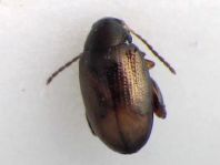 Psylliodes