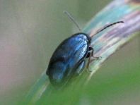 Psylliodes