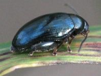 Psylliodes