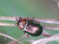 Sermylassa halensis