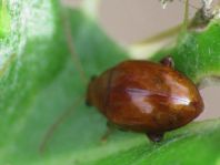 Distel-Flohkäfer, Sphaeroderma testaceum