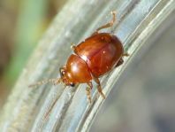 Distel-Flohkäfer, Sphaeroderma testaceum
