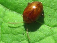 Distel-Flohkäfer, Sphaeroderma testaceum