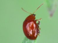 Distel-Flohkäfer, Sphaeroderma testaceum