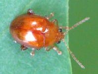 Distel-Flohkäfer, Sphaeroderma testaceum