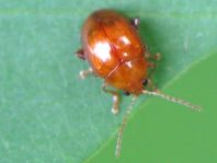 Distel-Flohkäfer, Sphaeroderma testaceum