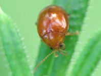 Distel-Flohkäfer, Sphaeroderma testaceum