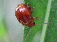 Distel-Flohkäfer, Sphaeroderma testaceum