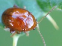 Distel-Flohkäfer, Sphaeroderma testaceum