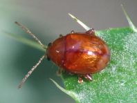 Distel-Flohkäfer, Sphaeroderma testaceum