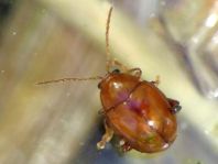 Distel-Flohkäfer, Sphaeroderma testaceum