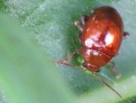 Distel-Flohkäfer, Sphaeroderma testaceum