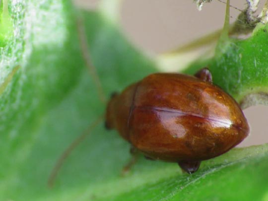 Sphaeroderma testaceum, Distel-Flohkäfer