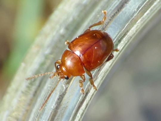 Sphaeroderma testaceum, Distel-Flohkäfer