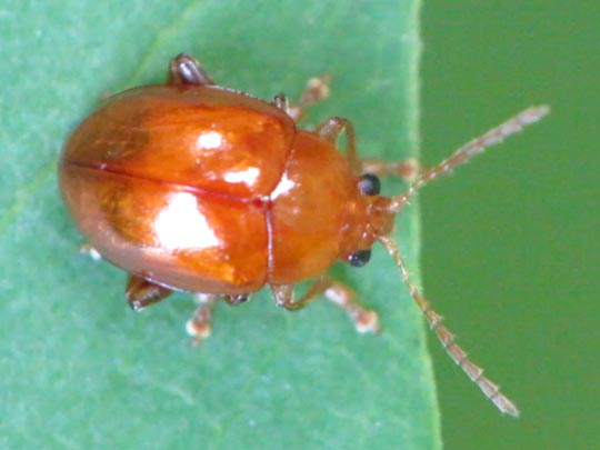 Sphaeroderma testaceum, Distel-Flohkäfer