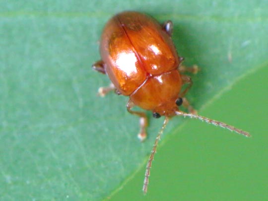 Sphaeroderma testaceum, Distel-Flohkäfer