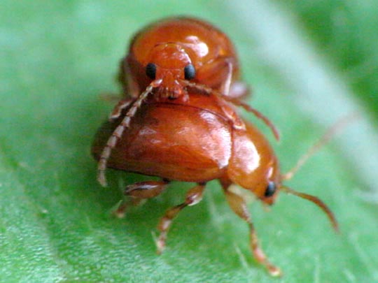 Distel-Flohkäfer, Sphaeroderma testaceum