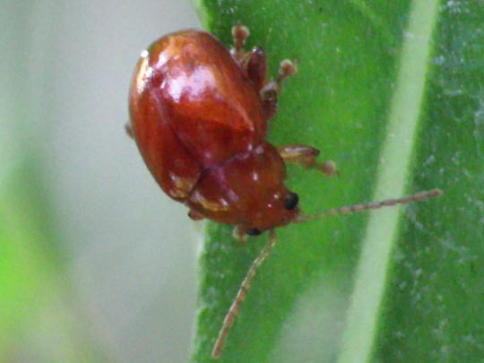 Sphaeroderma testaceum, Distel-Flohkäfer