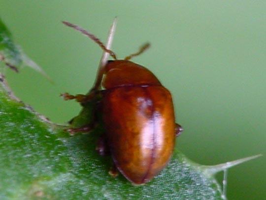 Sphaeroderma sp.