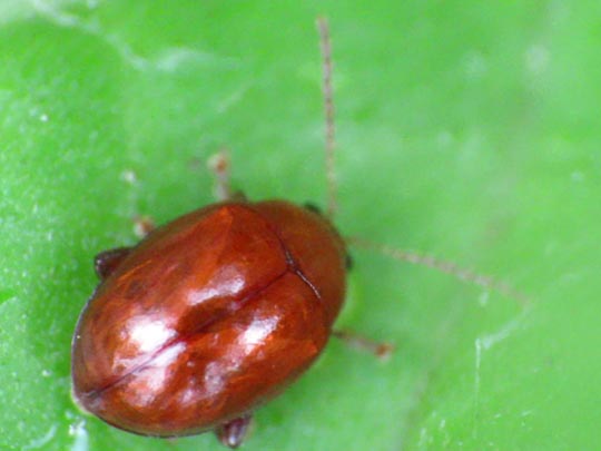 Sphaeroderma testaceum, Distel-Flohkäfer