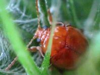 Distel-Flohkäfer, Sphaeroderma testaceum