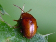 Sphaeroderma sp.
