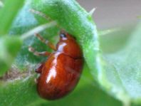 Sphaeroderma sp.