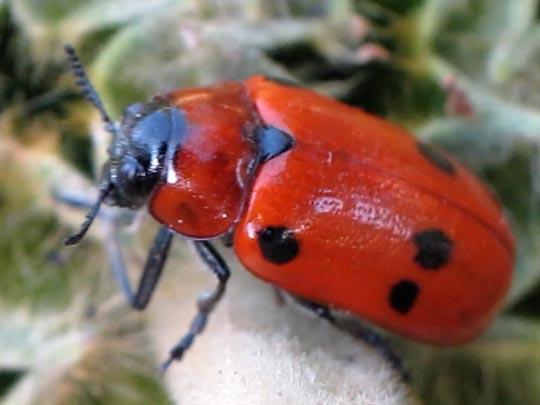 Tituboea sexmaculata